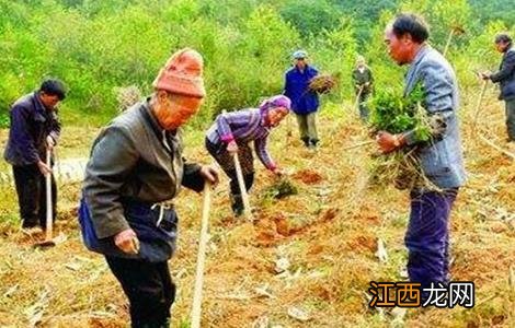 刺梨的种植技术与管理 刺梨的种植技术