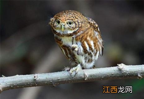 猫头鹰的头可以转多少度 猫头鹰能转多大角度