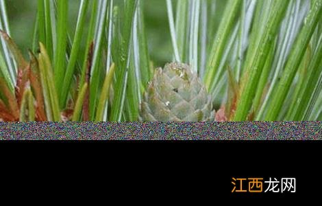 松子怎样种植方法 松子的种植方法