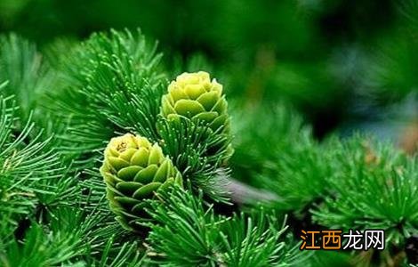 松子怎样种植方法 松子的种植方法