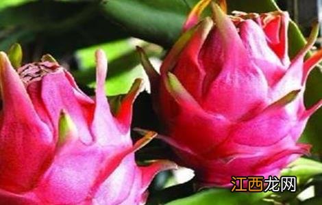 种植火龙果需要什么条件 种植火龙果需要什么条件才能种