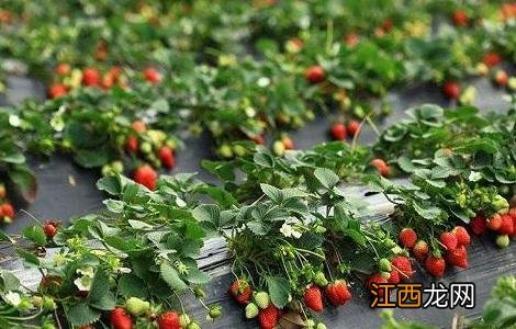 草莓高产栽培技术 草莓高产栽培技术视频