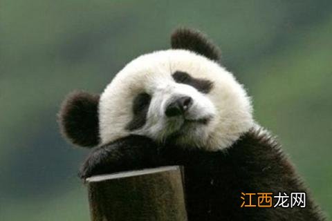 食铁兽是什么动物 食铁兽是什么动物支付宝