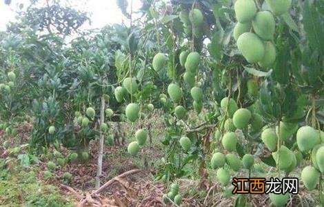 芒果种植的注意事项和禁忌 芒果种植的注意事项