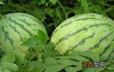 西瓜幼苗期的管理方法 西瓜幼苗期的管理方法视频