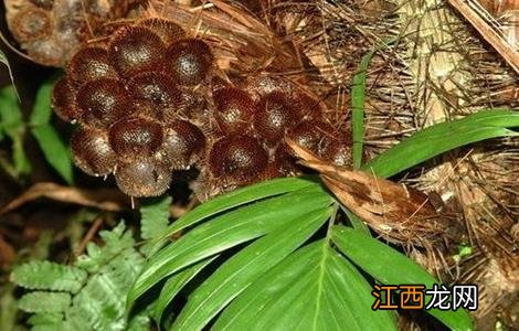 蛇皮果种植技术 蛇皮果的种植方法