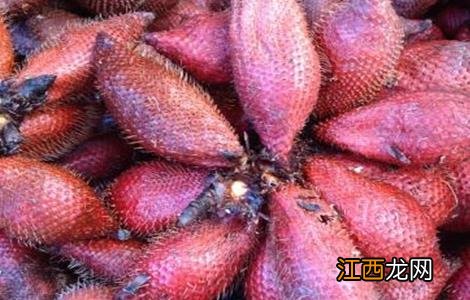 蛇皮果种植技术 蛇皮果的种植方法