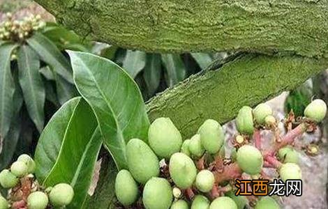 芒果落花落果的原因及防治方法 芒果落果严重怎么办