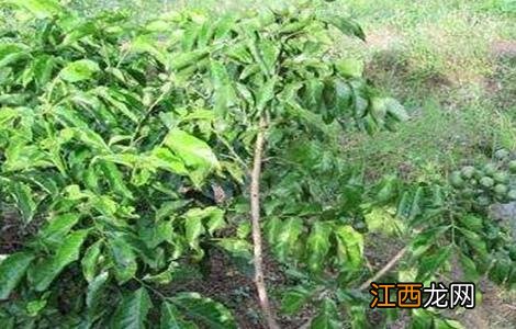 黄皮的种植条件 黄皮种植条件和区域