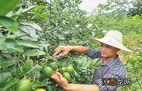 种植柠檬的注意事项有哪些 种植柠檬的注意事项