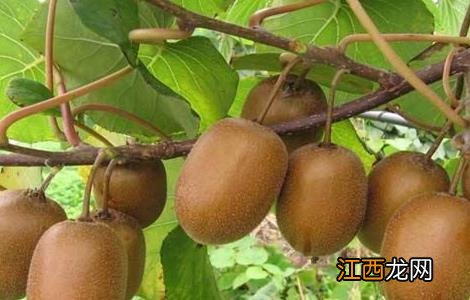 猕猴桃的田间管理技术与管理 猕猴桃的田间管理技术