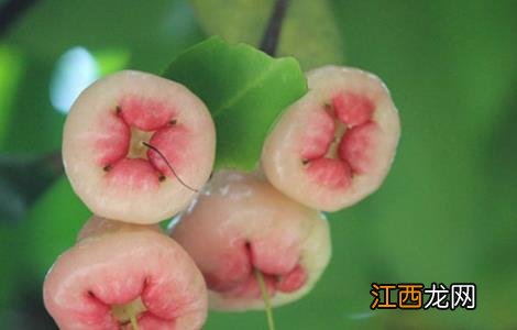 莲雾的果园管理 莲雾水果种植条件