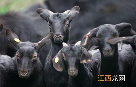 黑山羊的养殖技术和管理 黑山羊的养殖技术