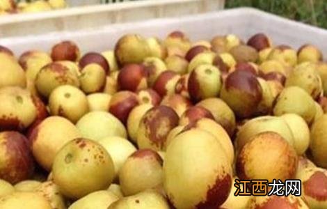 冬枣的病虫害防治 冬枣的病虫害防治措施