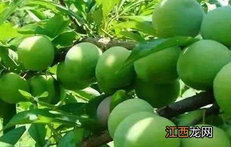 李子树种植的管理 李子树种植管理技术