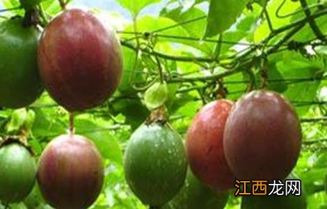 百香果如何种植才能高产一些 百香果如何种植才能高产