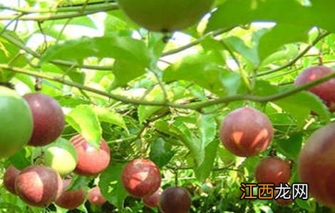 百香果如何种植才能高产一些 百香果如何种植才能高产