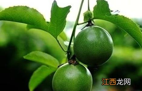 百香果如何种植才能高产一些 百香果如何种植才能高产