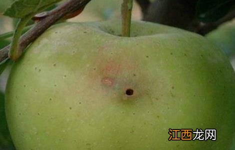 苹果常见病虫害防治方法 苹果常见病虫害防治方法视频