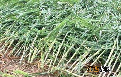 甘蔗倒伏怎么办 甘蔗倒了有影响吗