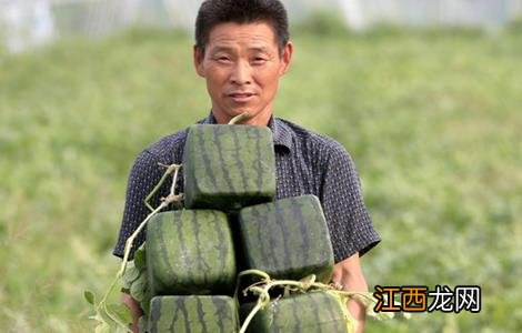 方形西瓜是如何种出来的 方形西瓜是怎么种的