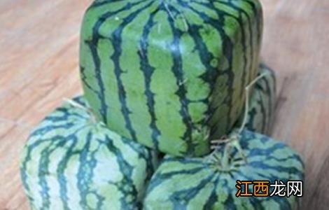 方形西瓜是如何种出来的 方形西瓜是怎么种的
