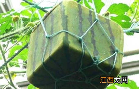 方形西瓜是如何种出来的 方形西瓜是怎么种的