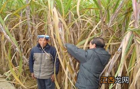 甘蔗越冬防冻措施 甘蔗冬天怕冻吗