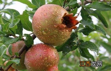 石榴种植的注意事项和禁忌 石榴种植的注意事项