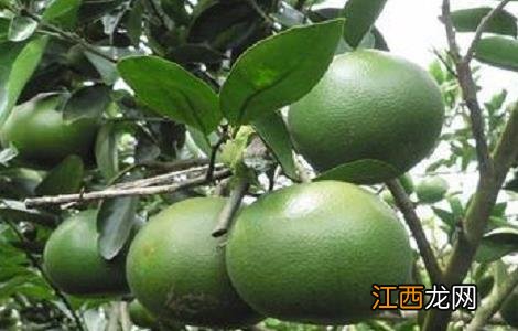 葡萄柚种植技术要点和方法 葡萄柚种植技术要点