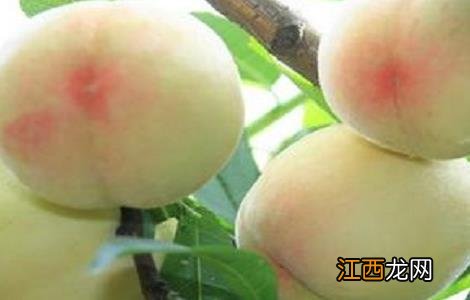 如何提高水蜜桃的产量 如何提高水蜜桃的产量呢