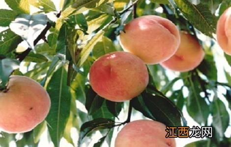 如何提高水蜜桃的产量 如何提高水蜜桃的产量呢