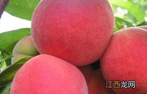 如何提高水蜜桃的产量 如何提高水蜜桃的产量呢