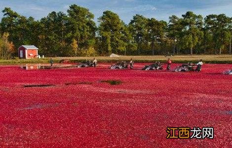 蔓越莓的种植技术与条件 蔓越莓的种植技术与条件图片