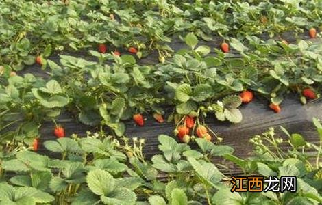 草莓不结果怎么办视频 草莓不结果怎么办