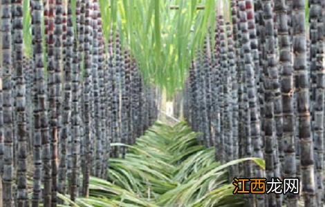 甘蔗种植的时间与注意事项 种植甘蔗需要注意什么