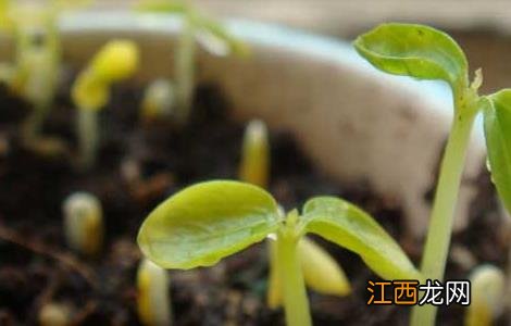 木瓜苗价格及种植方法 木瓜苗价格及种植方法视频