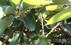 牛油果种子怎么种植方法 牛油果种子怎么种