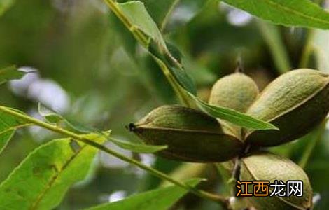 碧根果树苗价格及种植方法 碧根果的树苗价格