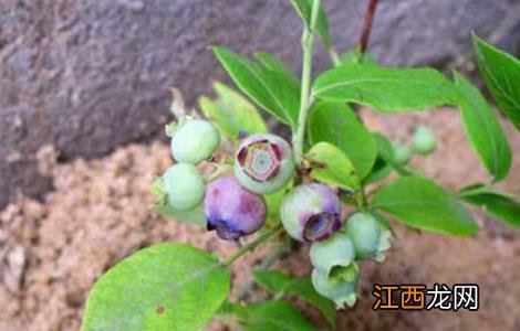 蓝莓种植要什么条件才能结果 蓝莓种植要什么条件
