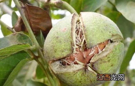 核桃什么时候成熟 核桃什么时候成熟自己会脱落