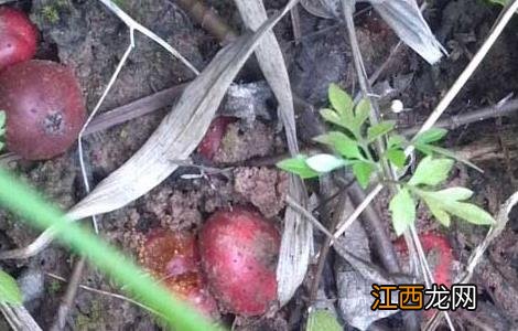 野地瓜什么时候成熟 野地瓜什么时候成熟采摘