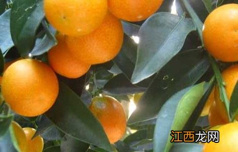 金桔的产地在哪里 金桔的产地在哪里金桔金桔桔