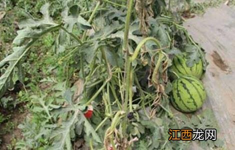 西瓜枯萎病的防治措施 西瓜枯萎病的防治方法