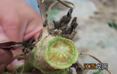 西瓜枯萎病的防治措施 西瓜枯萎病的防治方法