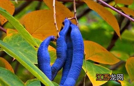 猫屎瓜种植技术和管理 猫屎瓜种植技术