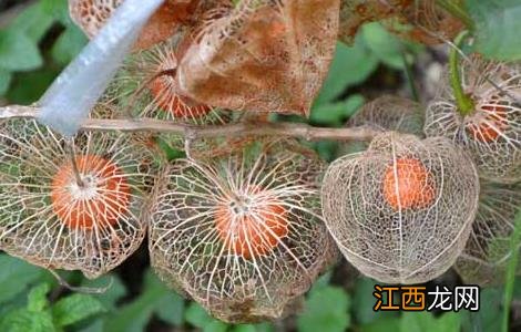 含羞果种植技术 含羞果种植技术要点