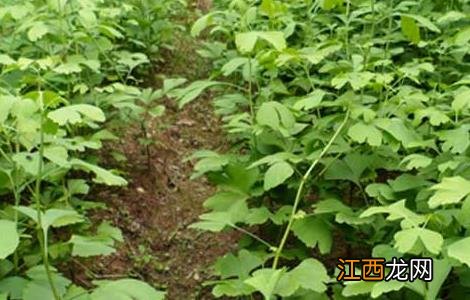 银杏树的繁殖方法和过程 银杏树的繁殖方法