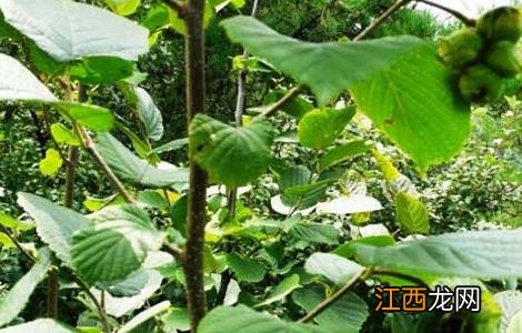 榛子种植技术视频 榛子种植技术 如何栽培榛子教程 榛子种植技术