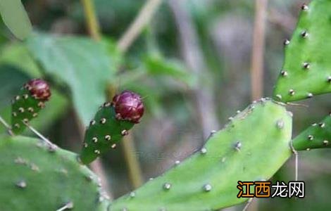 火龙果是仙人掌的果实吗 火龙果是仙人掌的果实吗图片